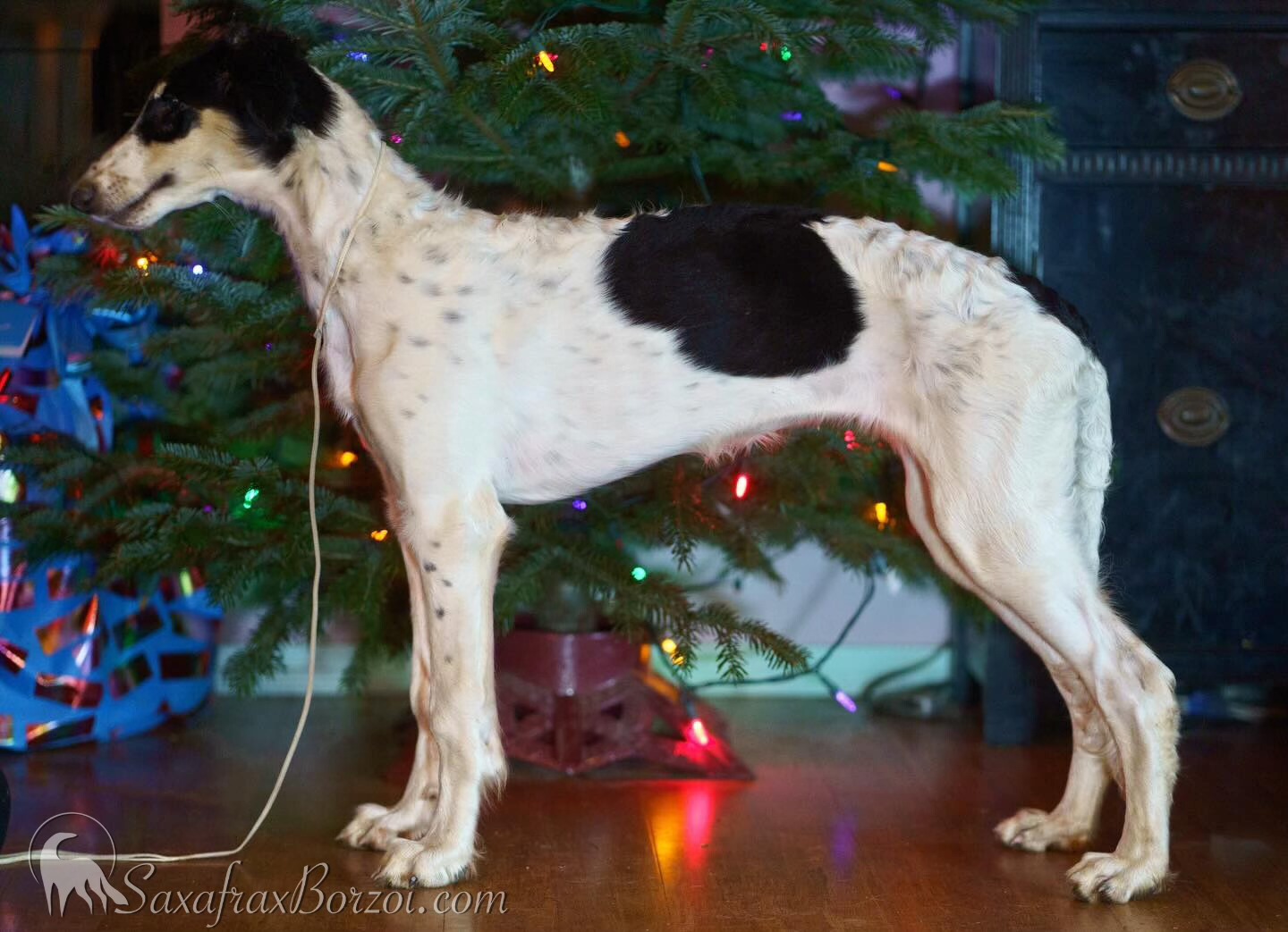 Saxafrax Borzoi
