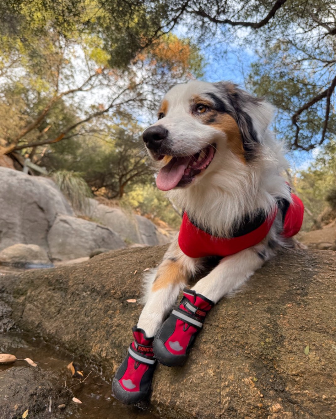 Petbarn - Multitasking is everything. Treat your dog and support their ...