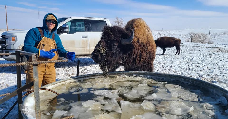 Pierce Land & Bison