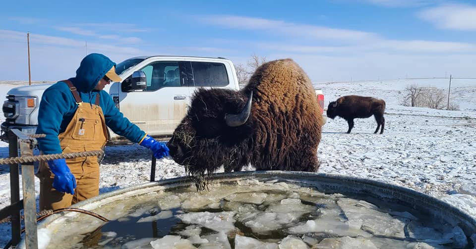 Pierce Land & Bison