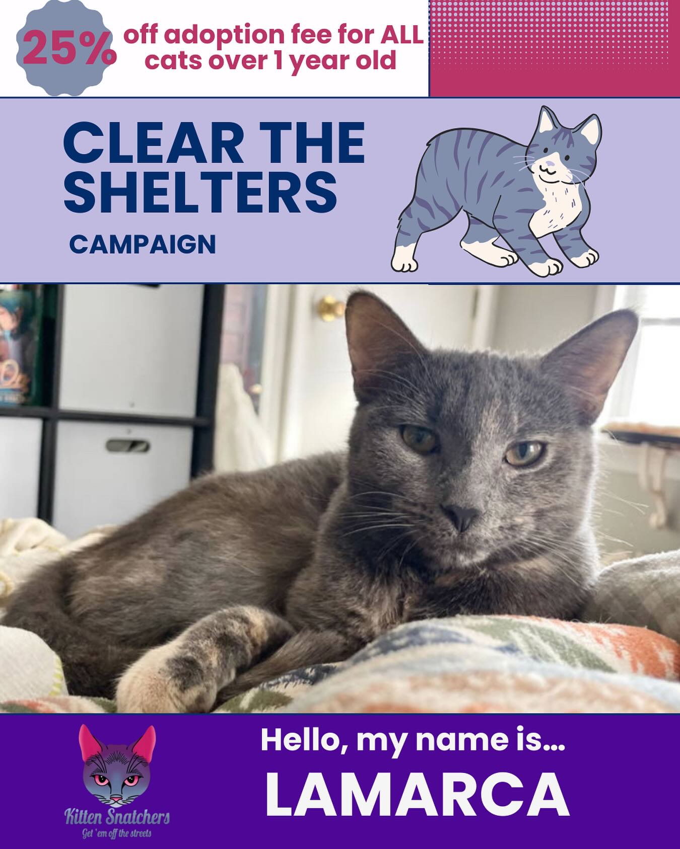 Kitten Snatchers Philly | Philadelphia PA