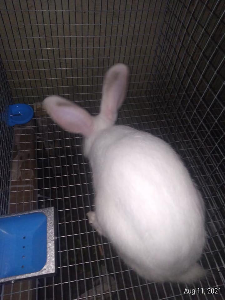 RnR Rabbitry - For Sale pang upgrade nyo.. F2 Cali Buck...