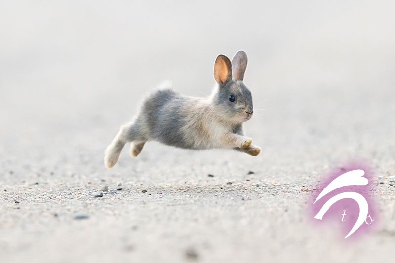飛ぶように走る仔うさぎちゃん🐇💨💨🎶 Photo by Takayuki Nakamura