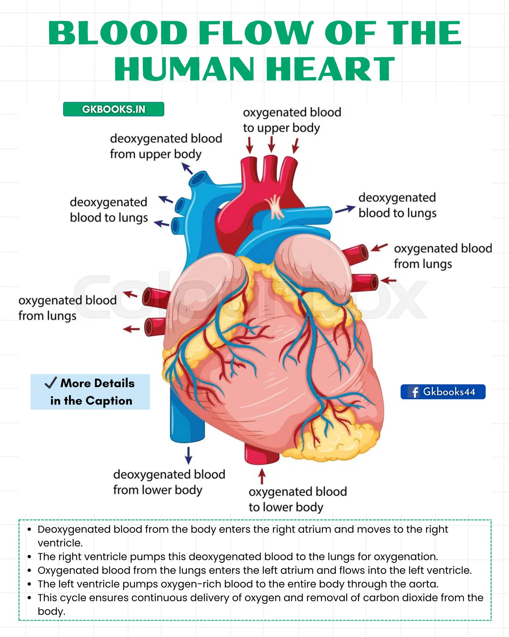InfoPic - Blood Flow of the Human Heart (Detailed Notes) (Based on the ...