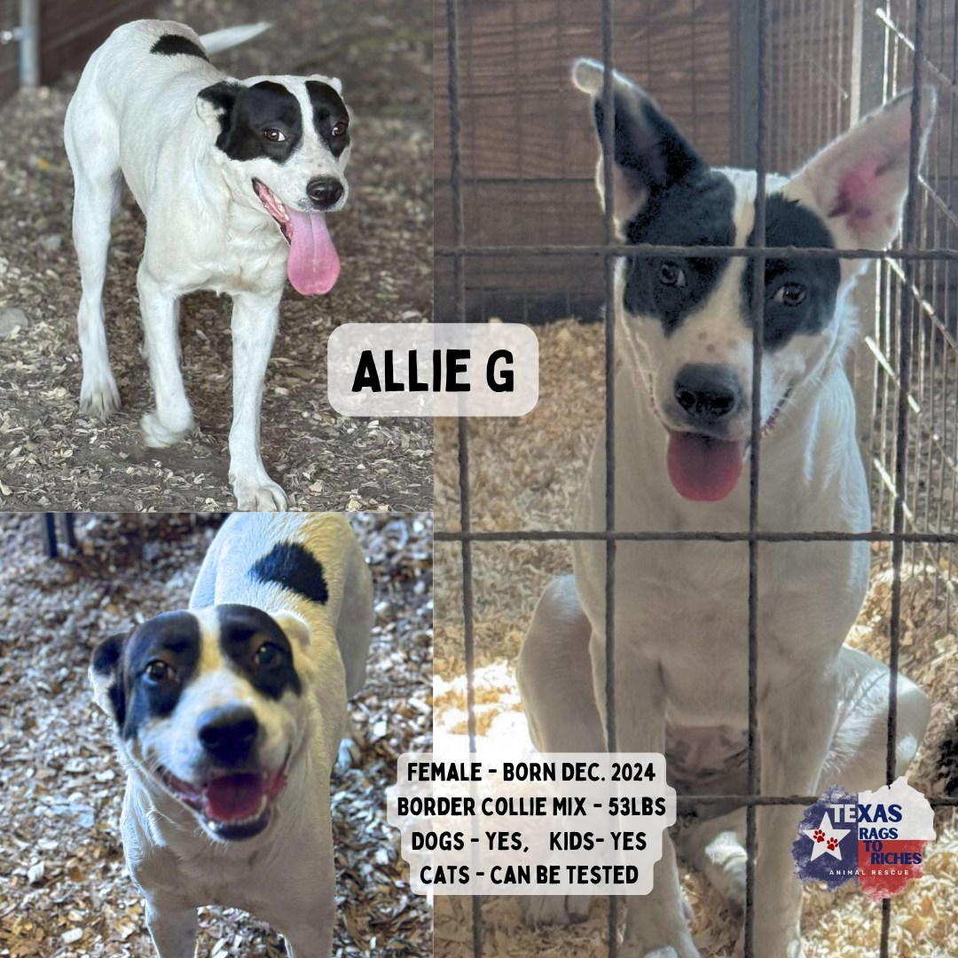 T... - Texas Rags To Riches Rescue - Atlantic Canada Adoptions