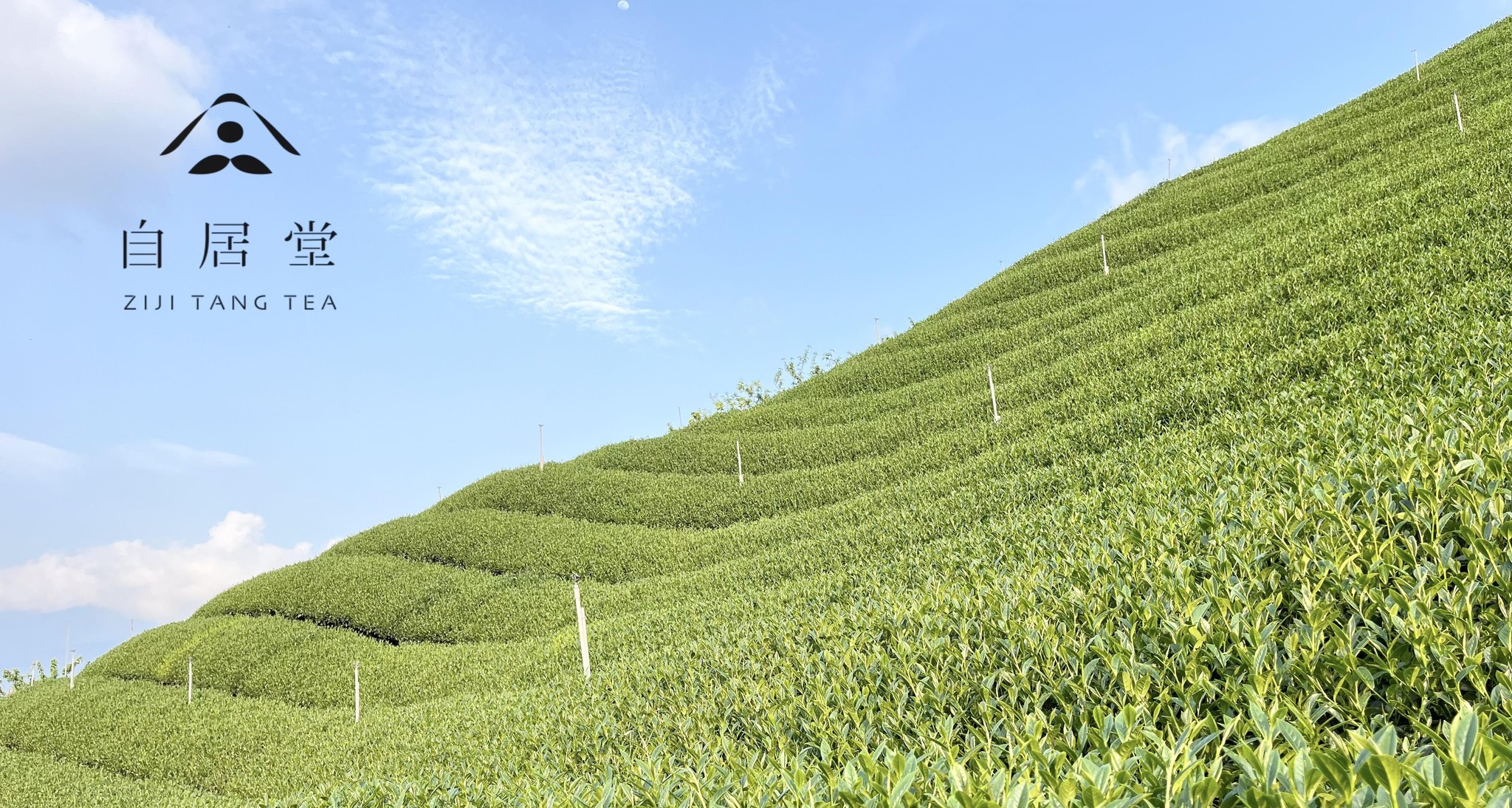 戴記茶坊/三角湧碧螺春茶坊 三峽 added a new photo. - 戴記茶坊/三角湧碧螺春茶坊 三峽