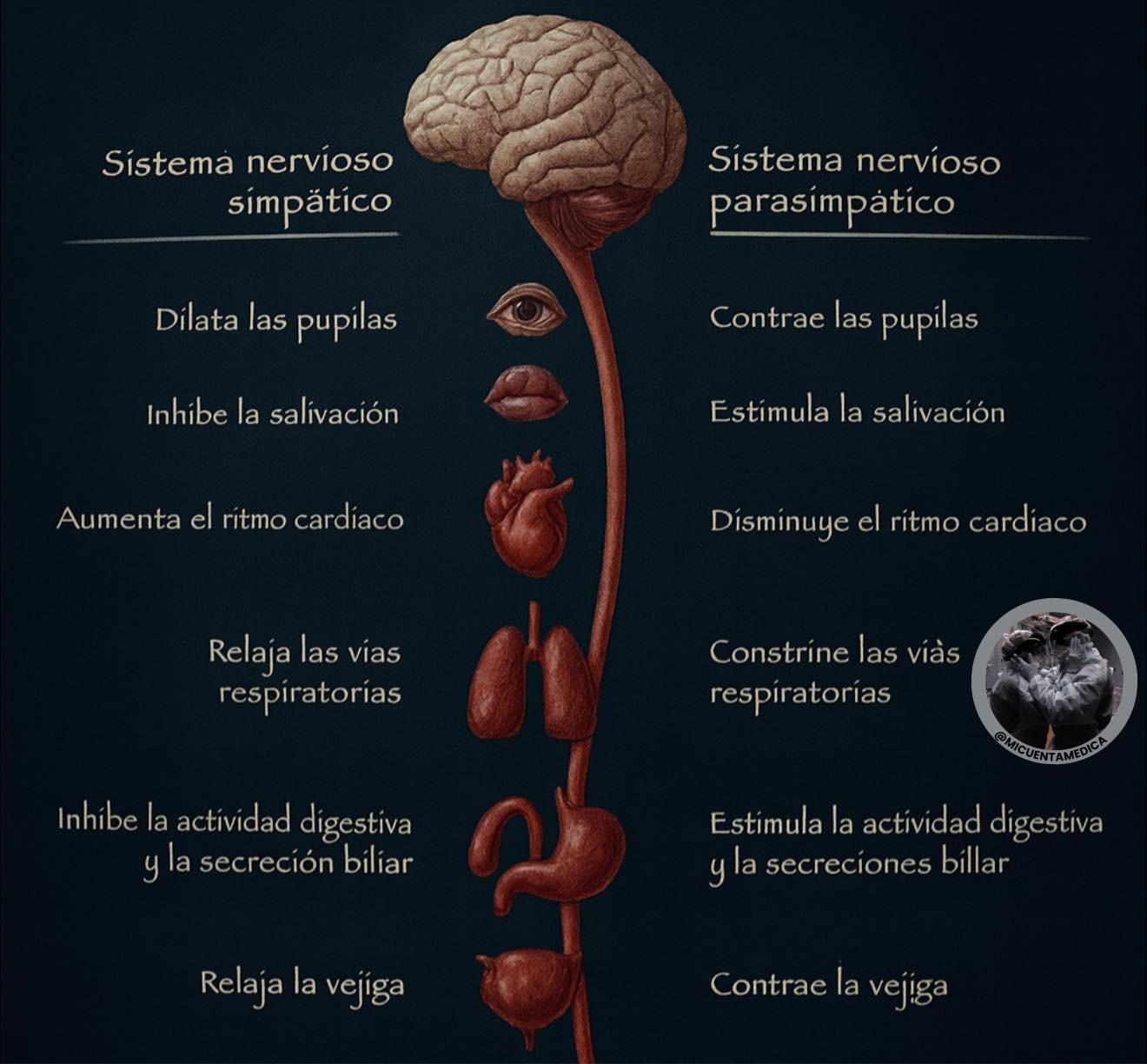 Mi - Sistema nervioso simpático y parasimpático: Tu organismo decide el ...