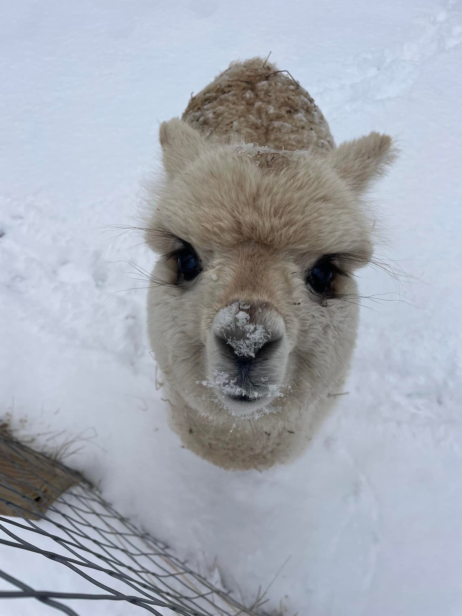 Double D Alpaca Ranch | Onalaska WI