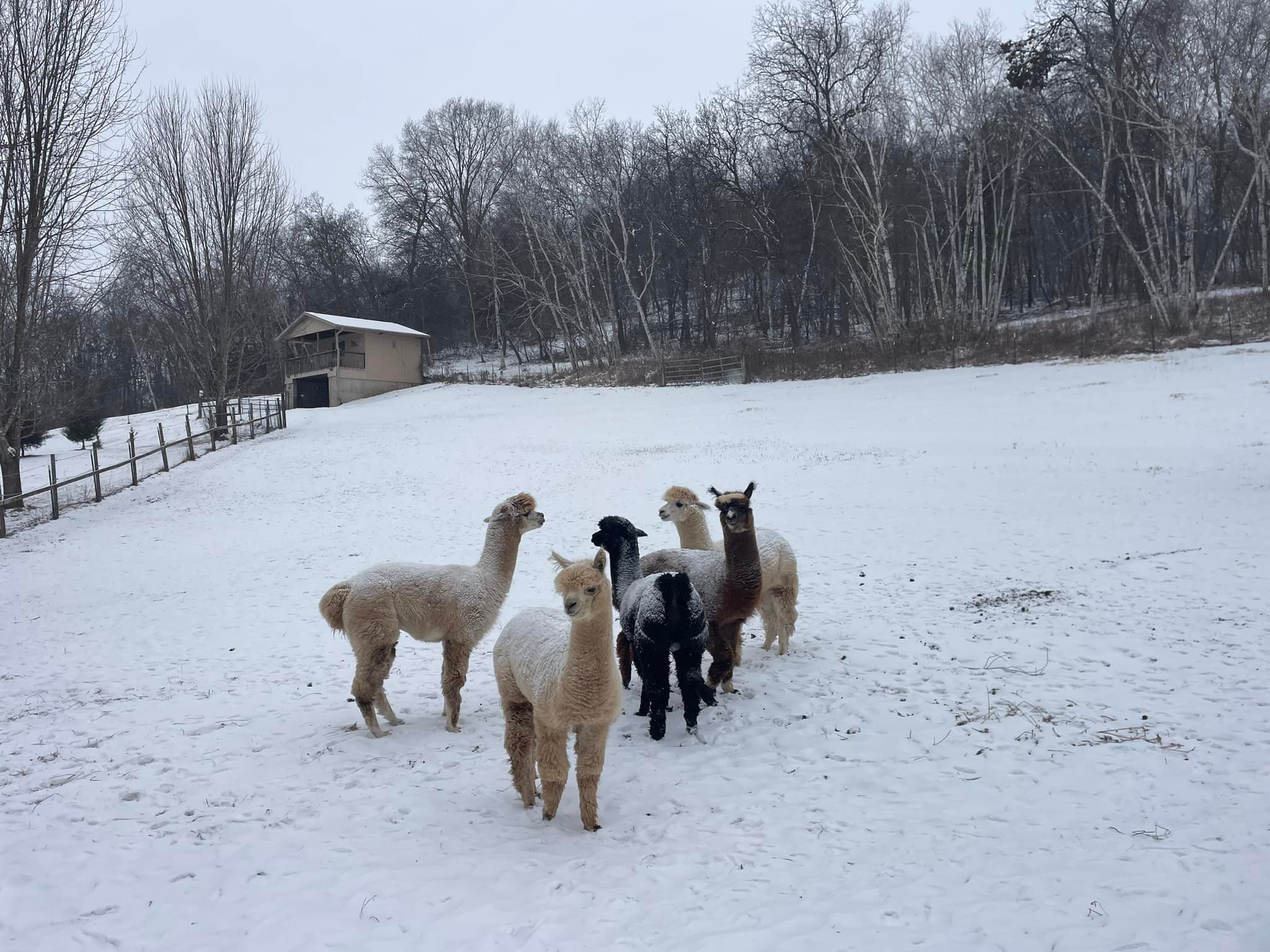 Double D Alpaca Ranch | Onalaska WI