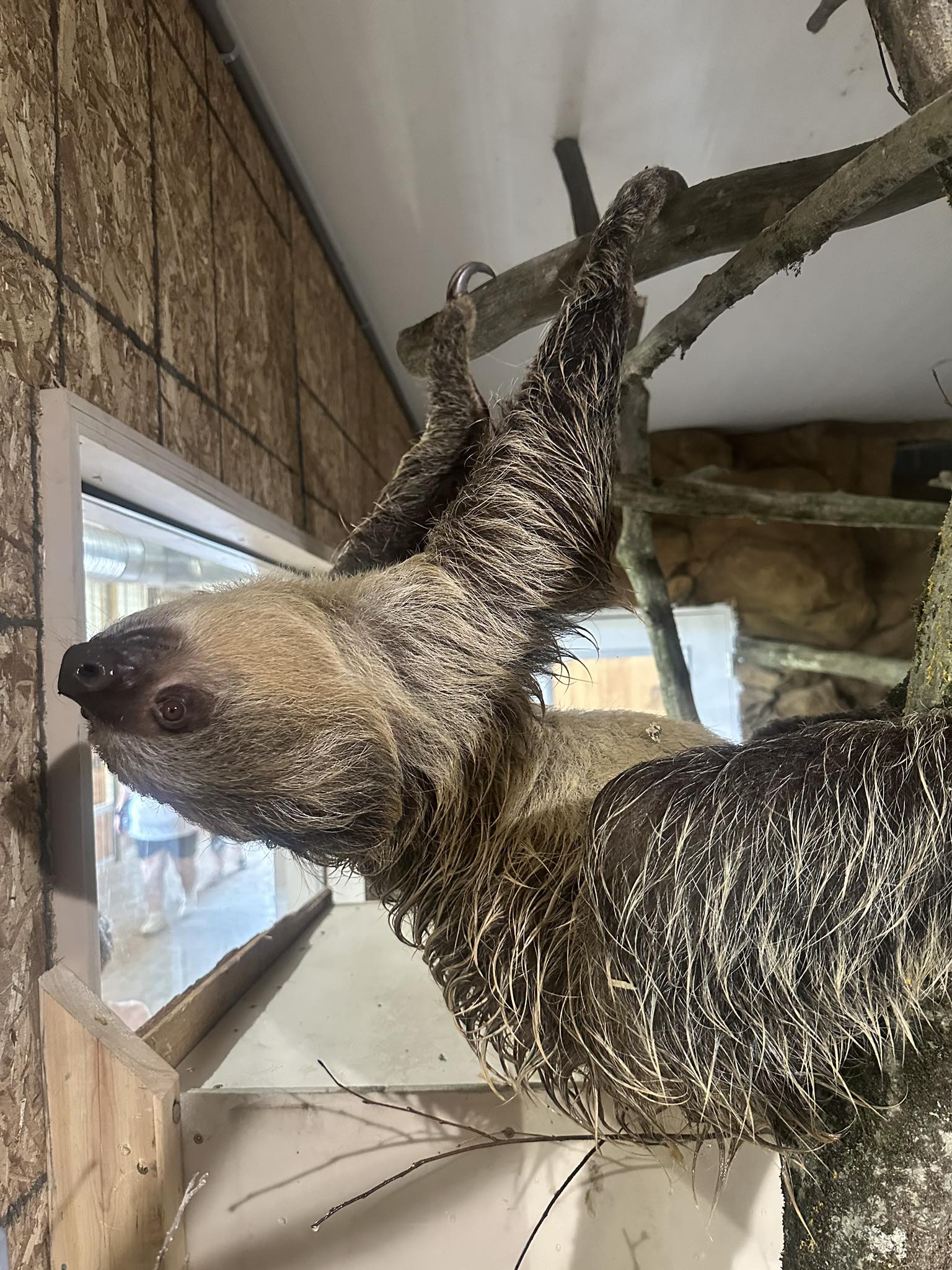Keystone - 🦥 How’s it hanging? Have you met our newest (and slowest ...