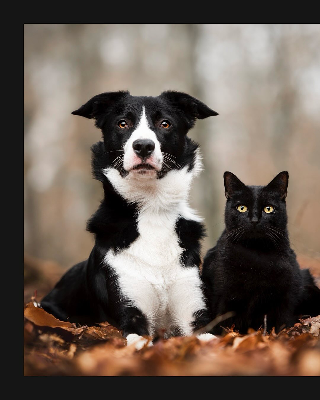 Focus Animal