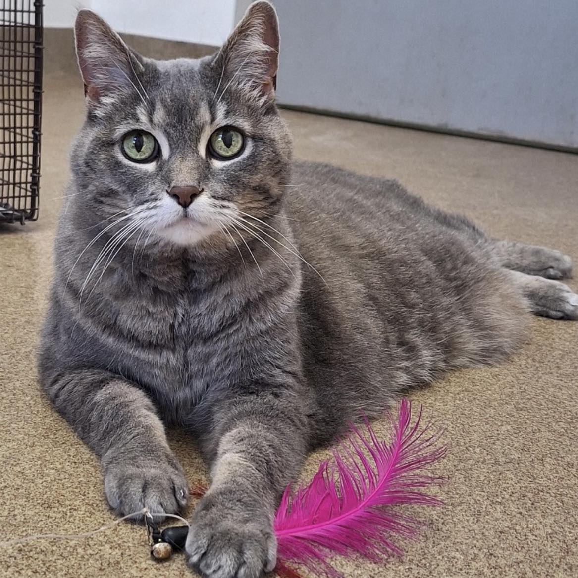 Humane - Meet Gizmo. Your New Favourite Chatty Companion! Age: 16 years ...
