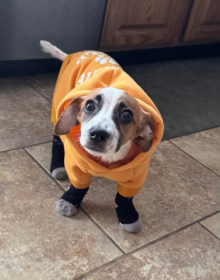 GIDEON UPDATE: ️ Gideon's... - Sammy the Cocker Spaniel