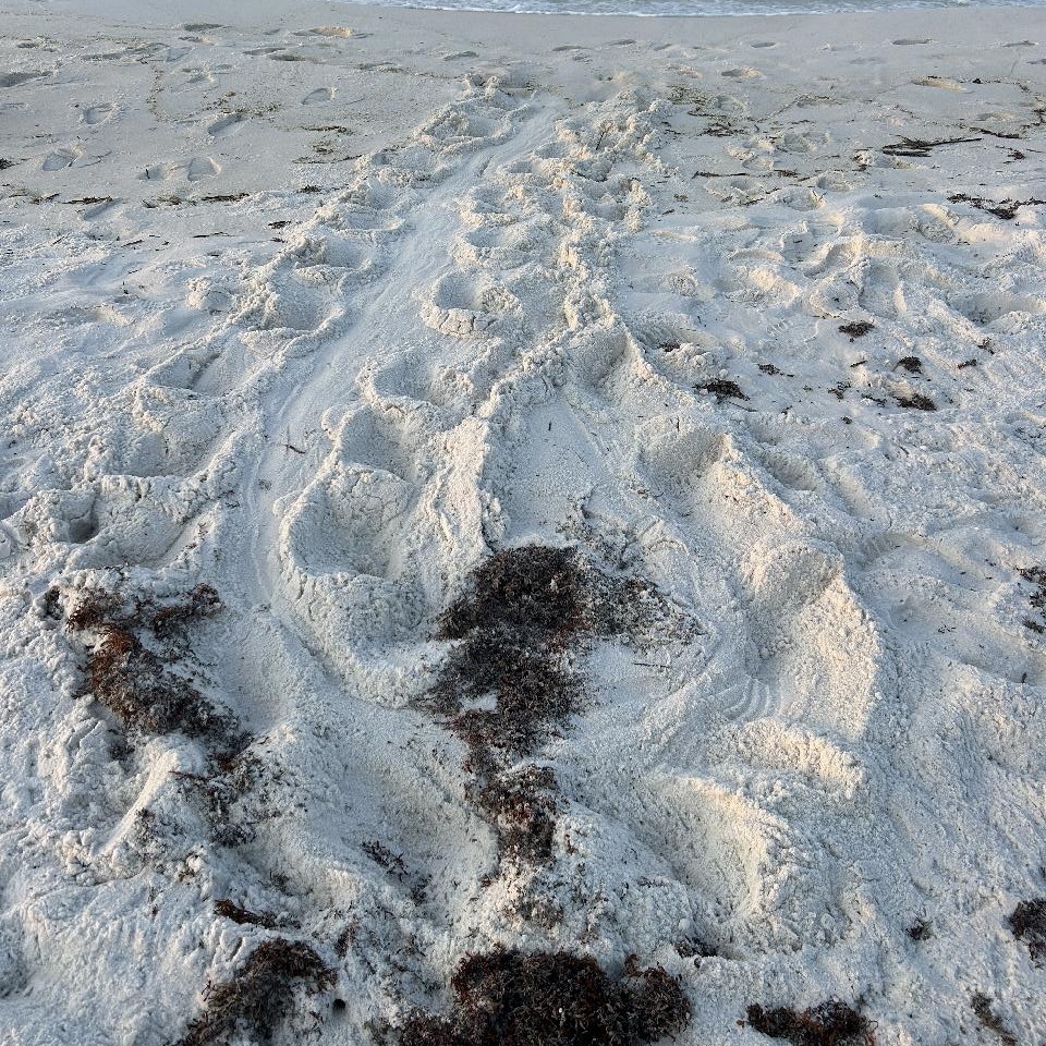 Escambia - #TurtleTalk: False Crawls Spotted! Sea Turtle Patrol ...