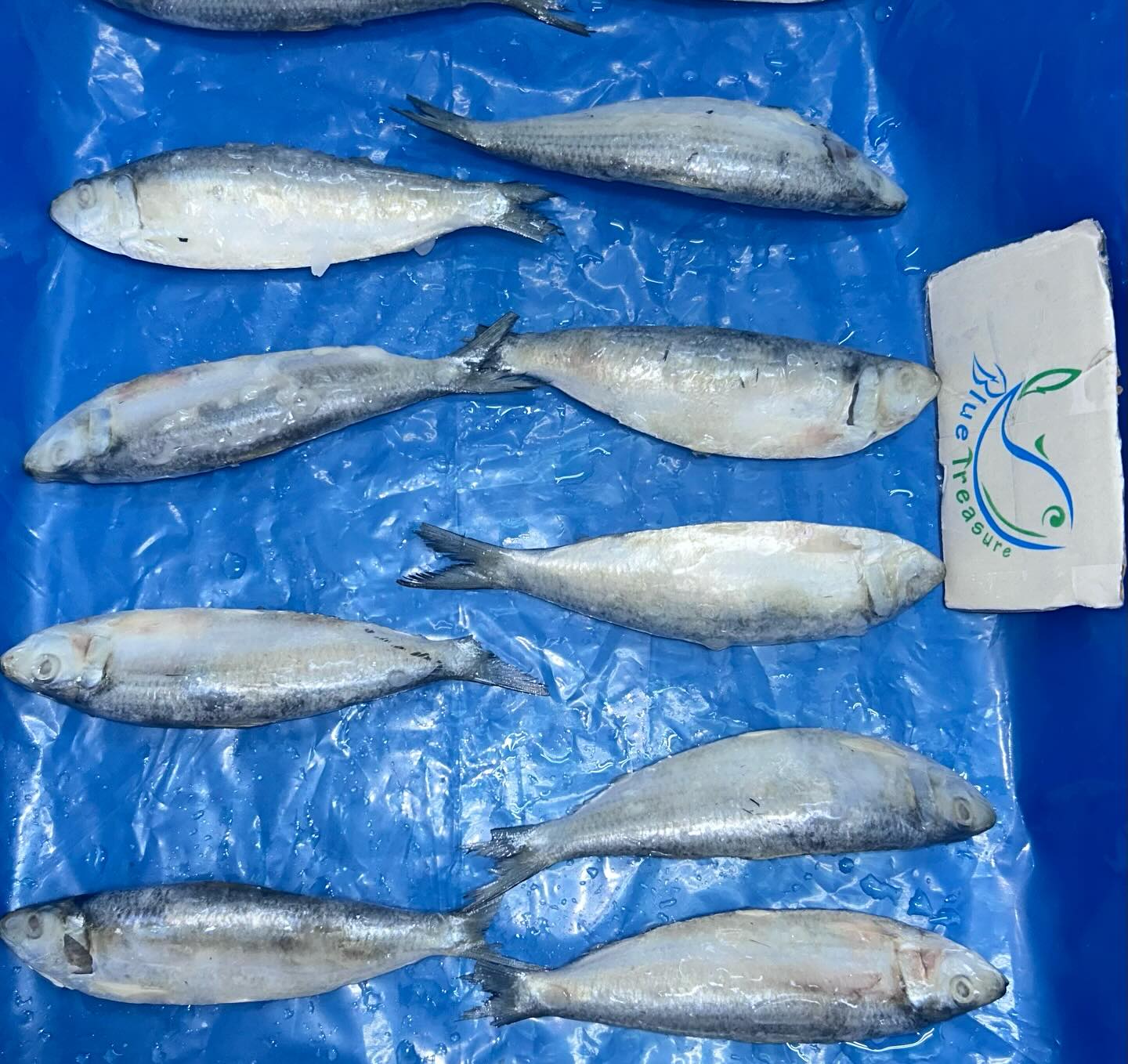 Shyam Marine Foods | Veraval