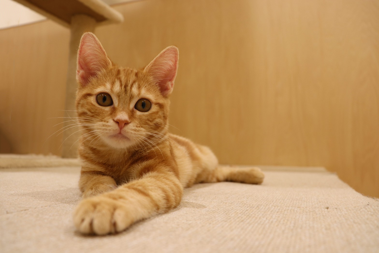 Cat Café MOFF 天王寺ミオ店 (@moff.mio.tennoji) • Facebook