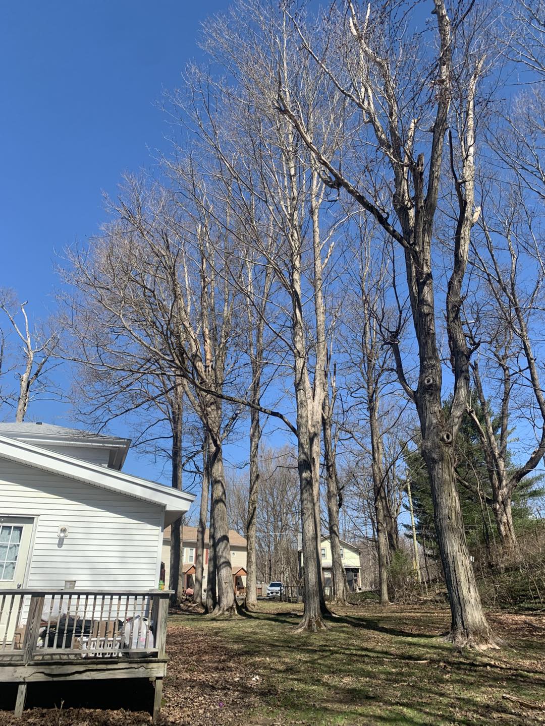 TimberMen Forest Management LLC