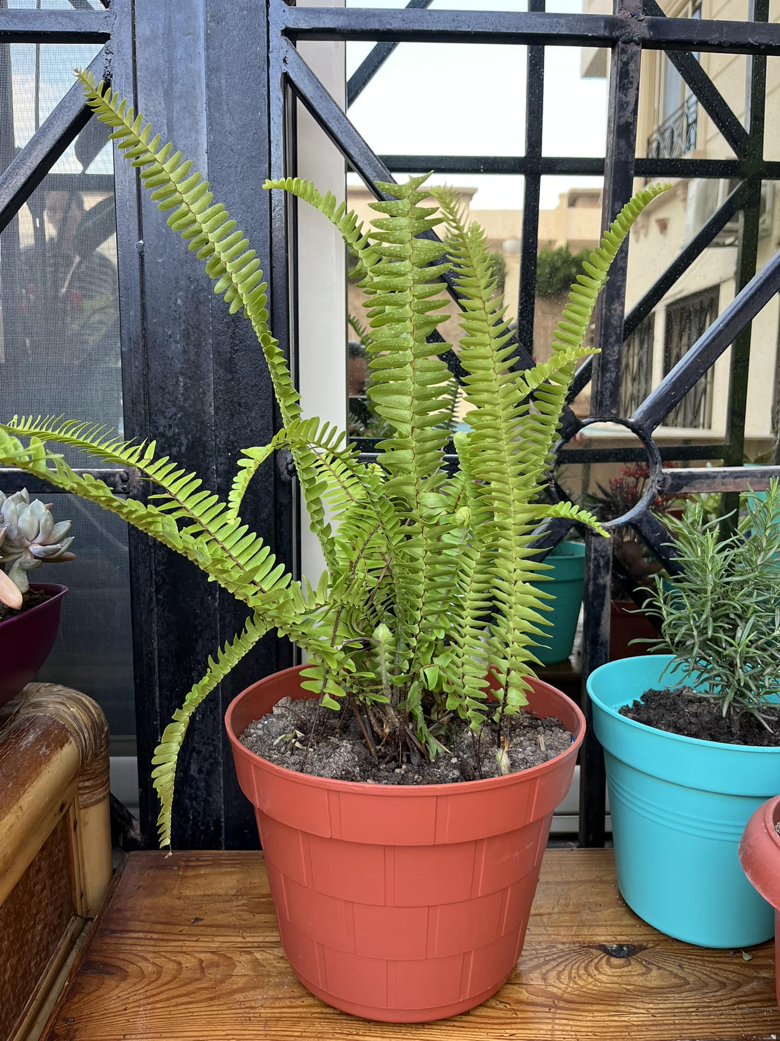 Nephrolepis pendula plant for sale
