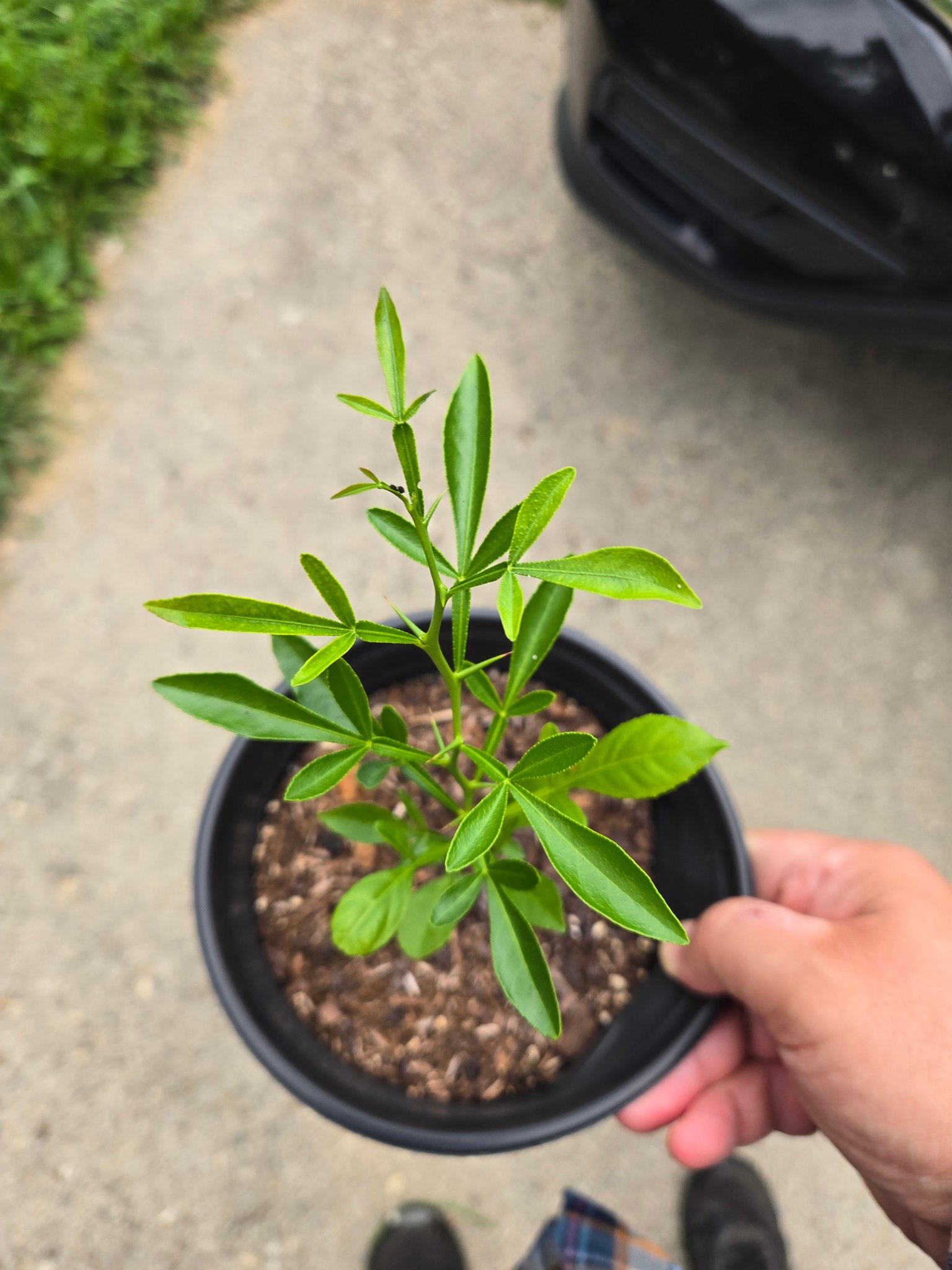 Taitri fruit is a cold hardy citrus hybrid