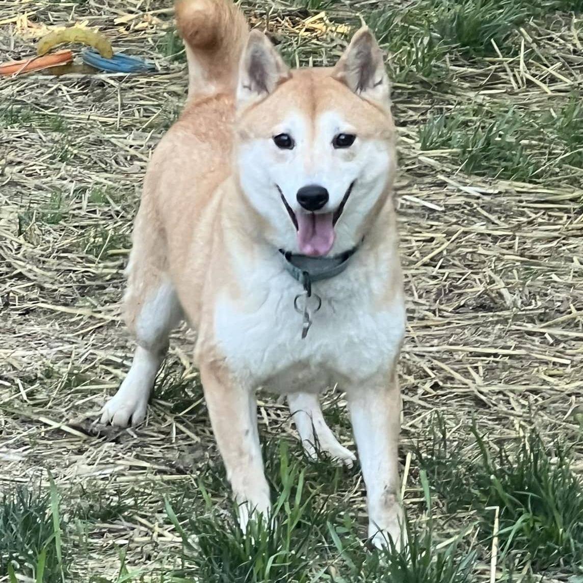 Shiba Inu Rescue... - Shiba Inu Rescue Association (SIRA)