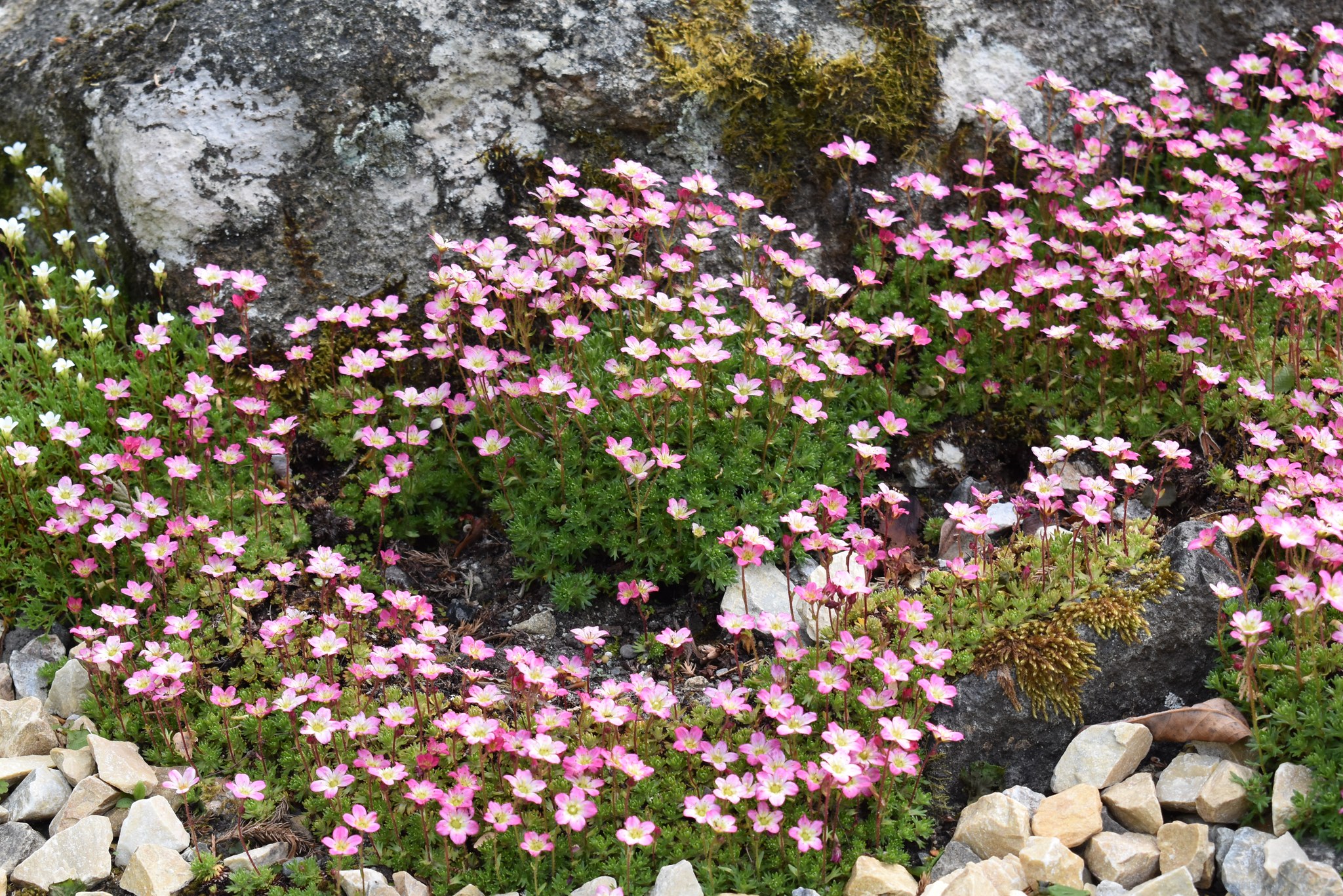These gorgeous saxifrages (Saxifragus sp.) are blooming in the 