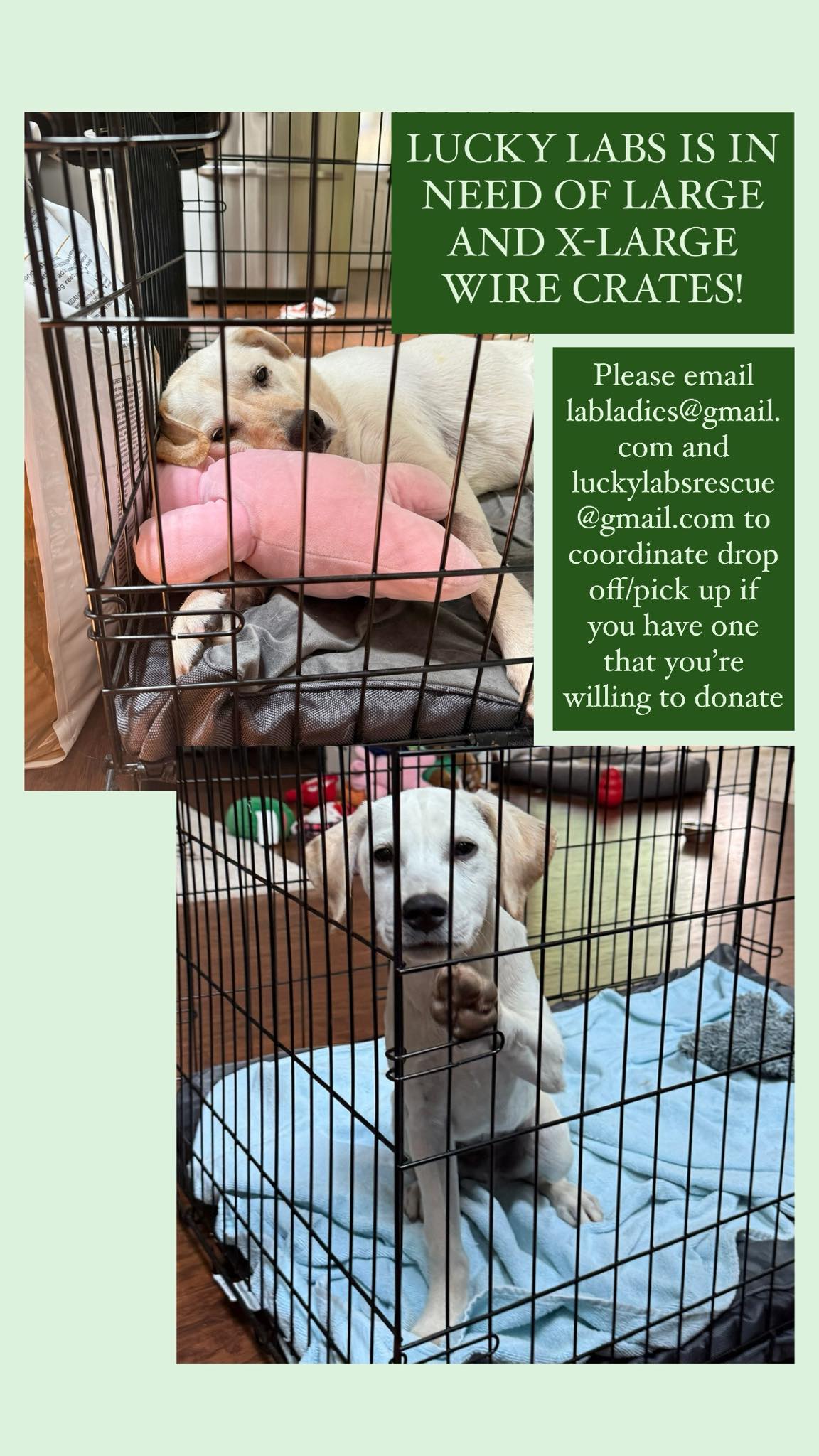 Lucky Labs Rescue