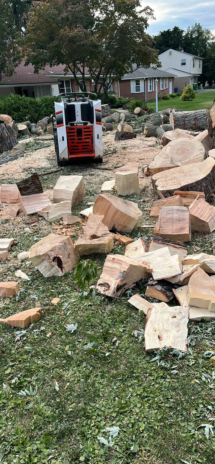 Poplar ,cherry and some walnut firewoo - Plants & Seedlings - West ...