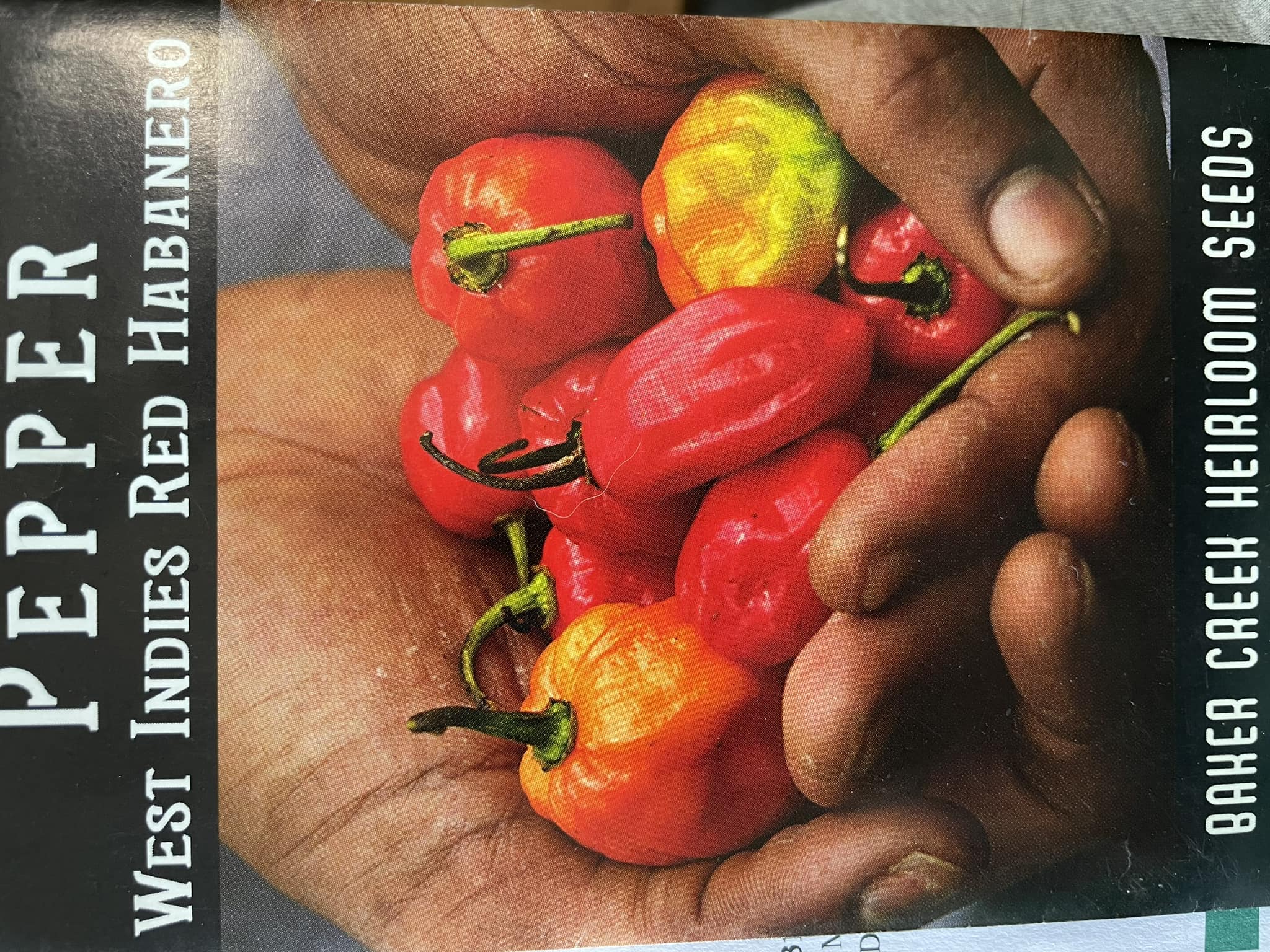 Keystone Resistant Giant Open-pollinated Sweet Bell Pepper (30 Seeds