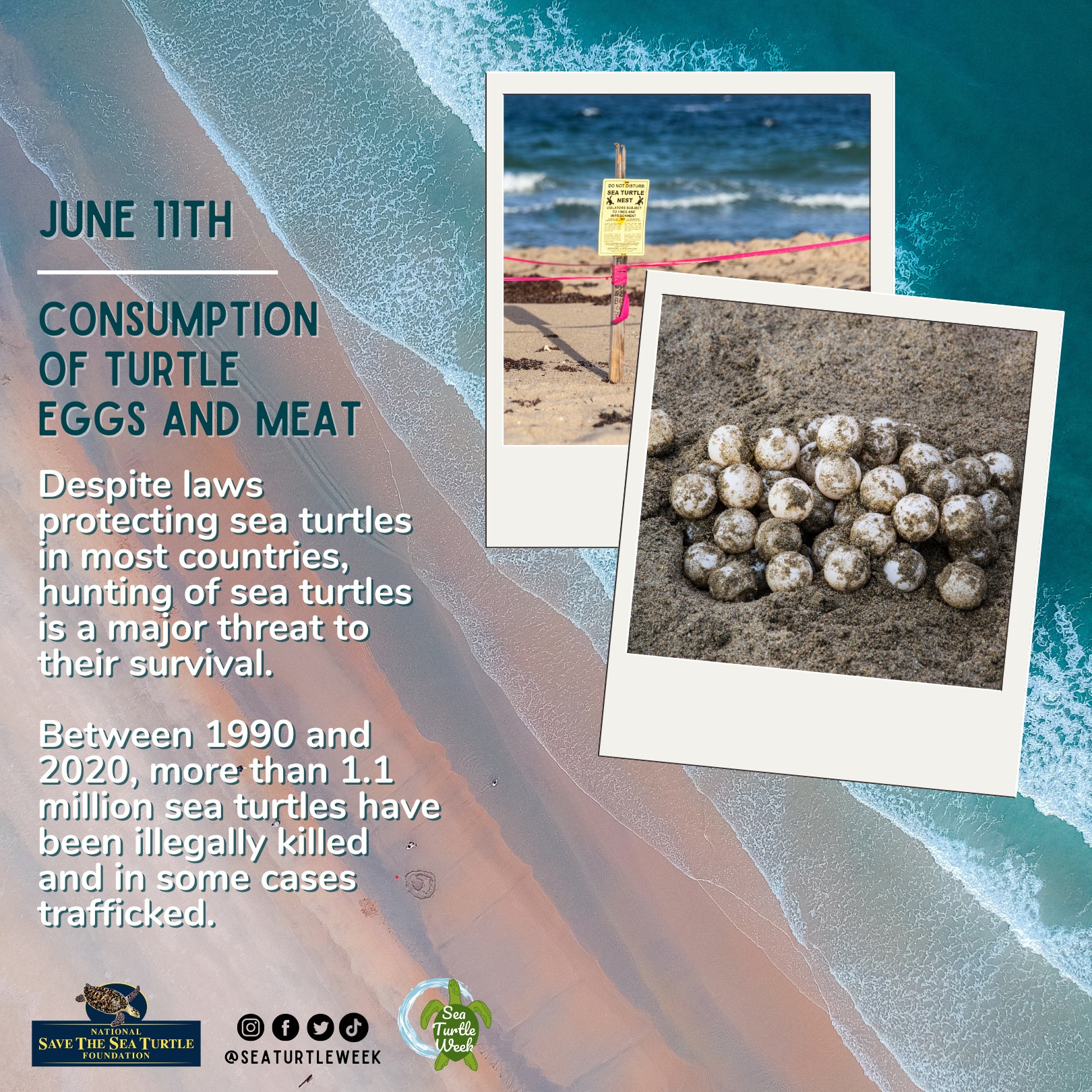 SEE Turtles | Portland OR
