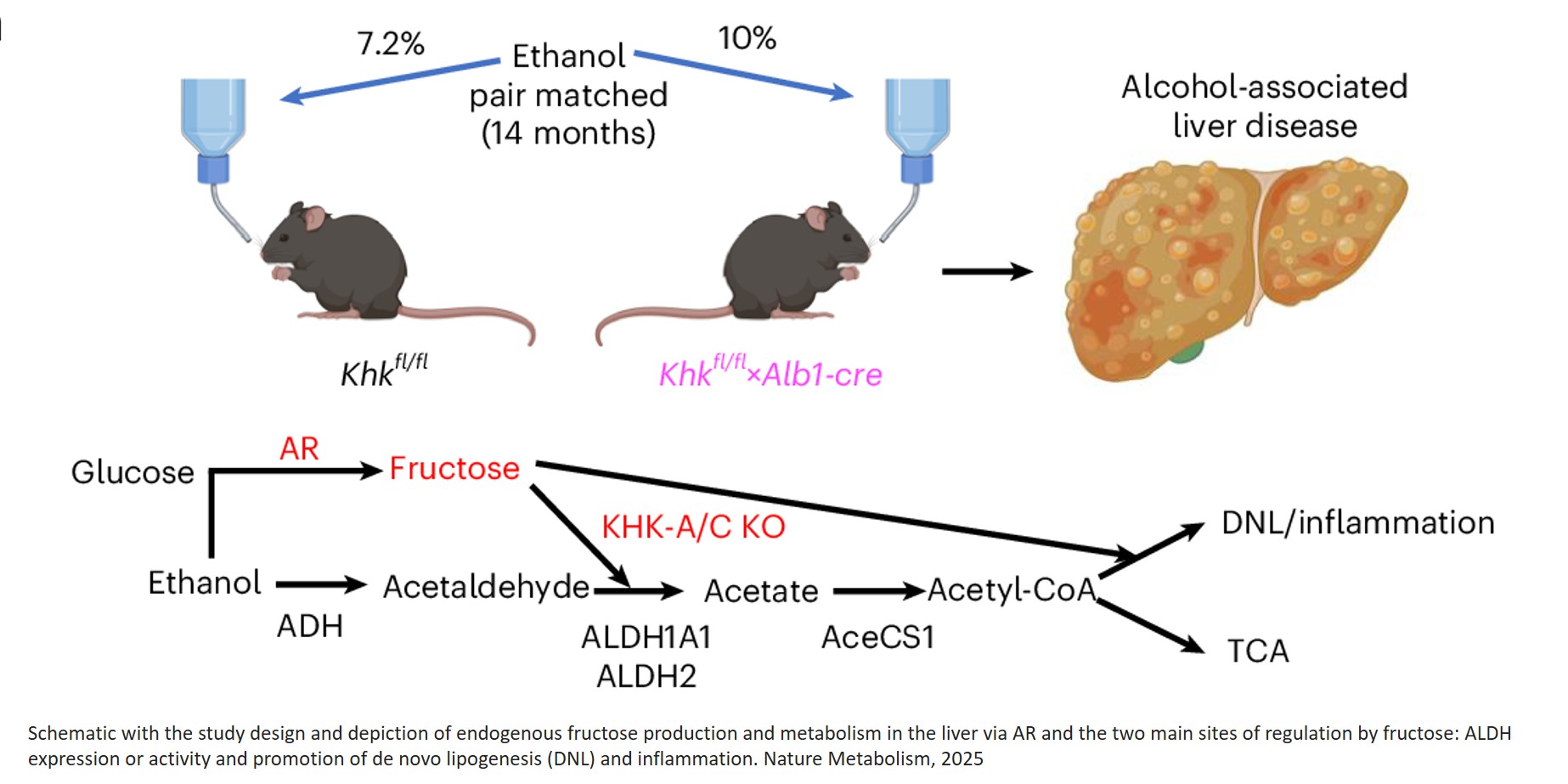Blocking fructose metabolism to reduce alcohol cravings