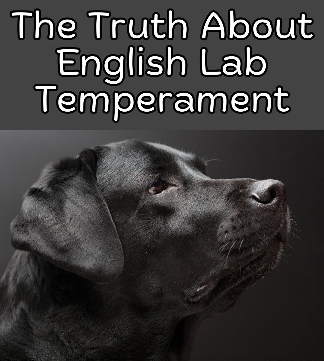 The Labrador - Ever wondered why some Labs look more like couch ...