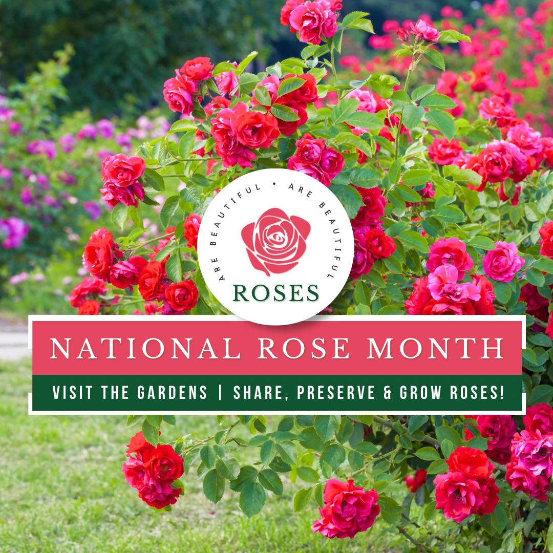 American - 🌹 June is National Rose Month 🌹 Rose Month is the perfect ...