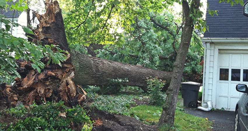 Top Tier Tree Care LLC | Jefferson OR