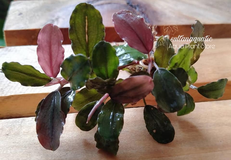 One of the most charming Buce varieties 🌿 Bucephalandra Mahakam
