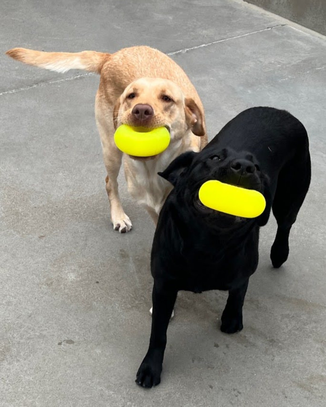 People & Puppies at Work for Sight