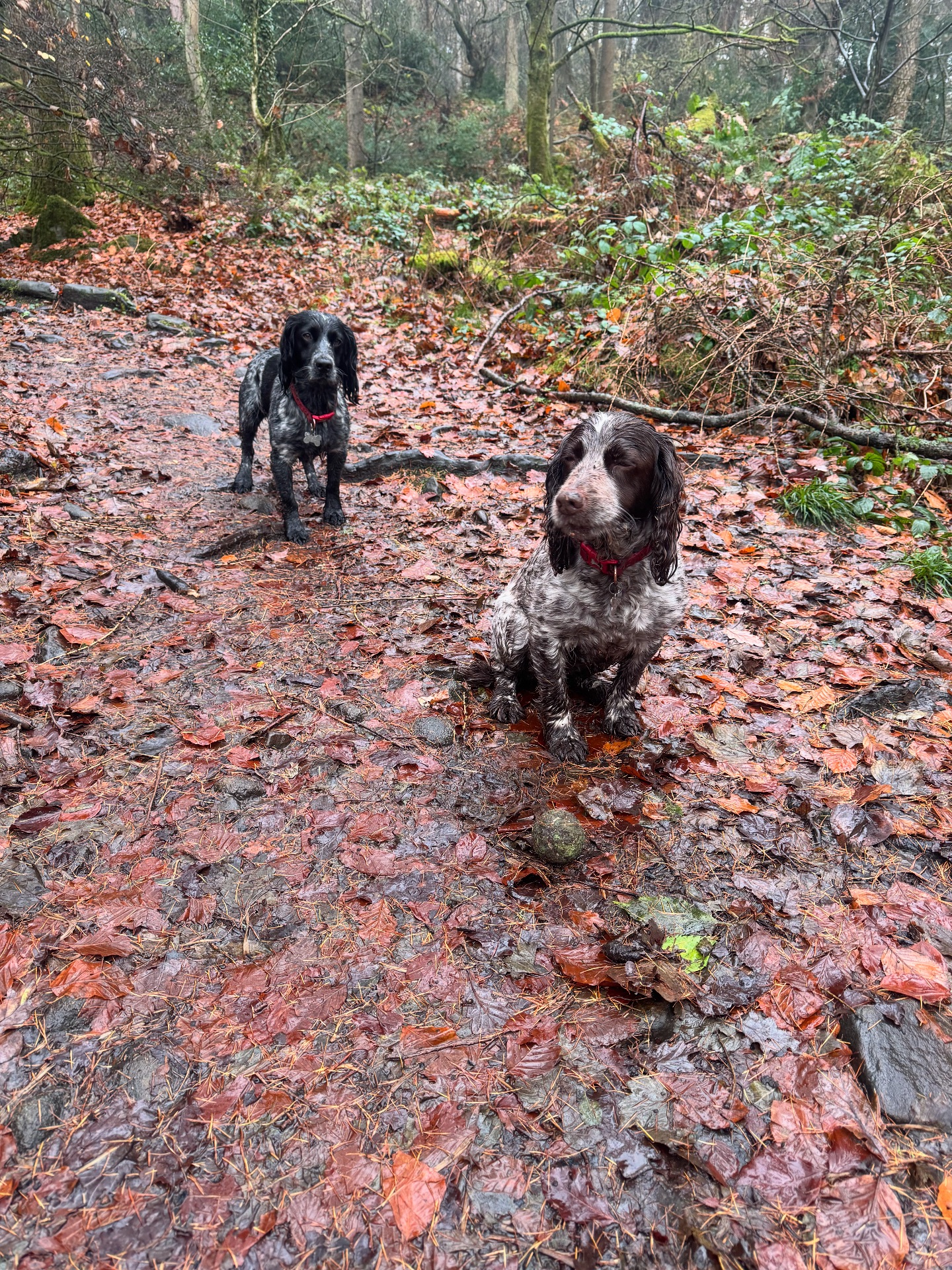Walk Four Paws | Addingham