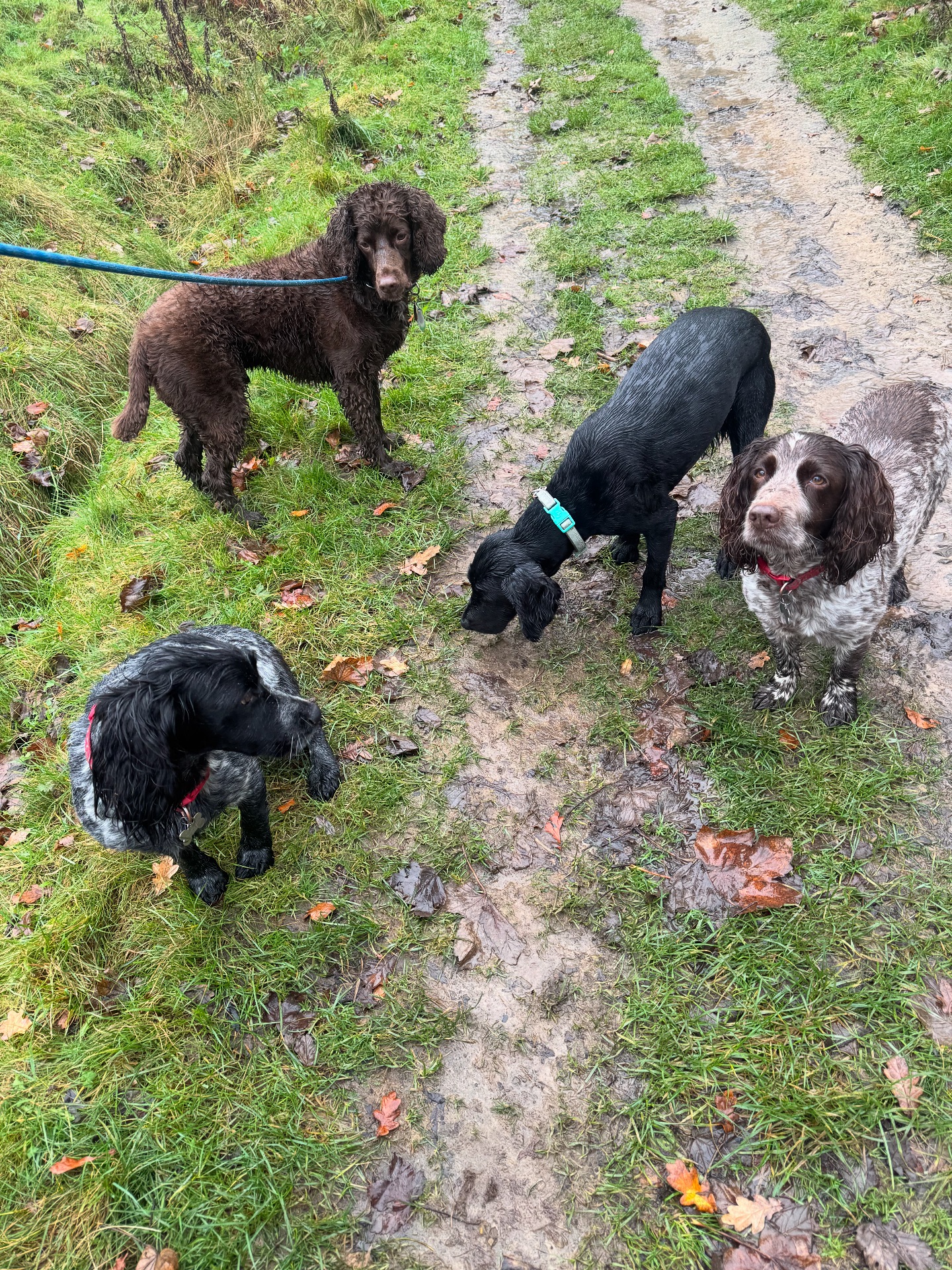 Walk Four Paws | Addingham
