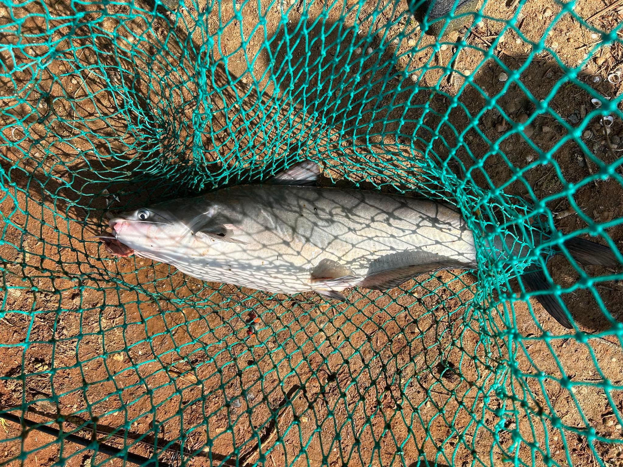 offshore st croix rod St. SEISJ63MH Rogue V Jig Spinning Zebco Fishing Pole Best catching looks Bagley's Color:Baby Mallard