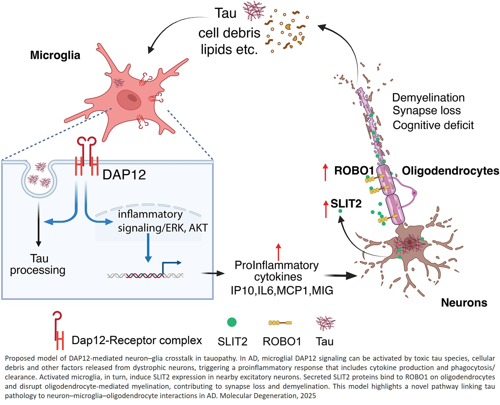 Science - How DAP12 deletion enhances brain resilience in female ...