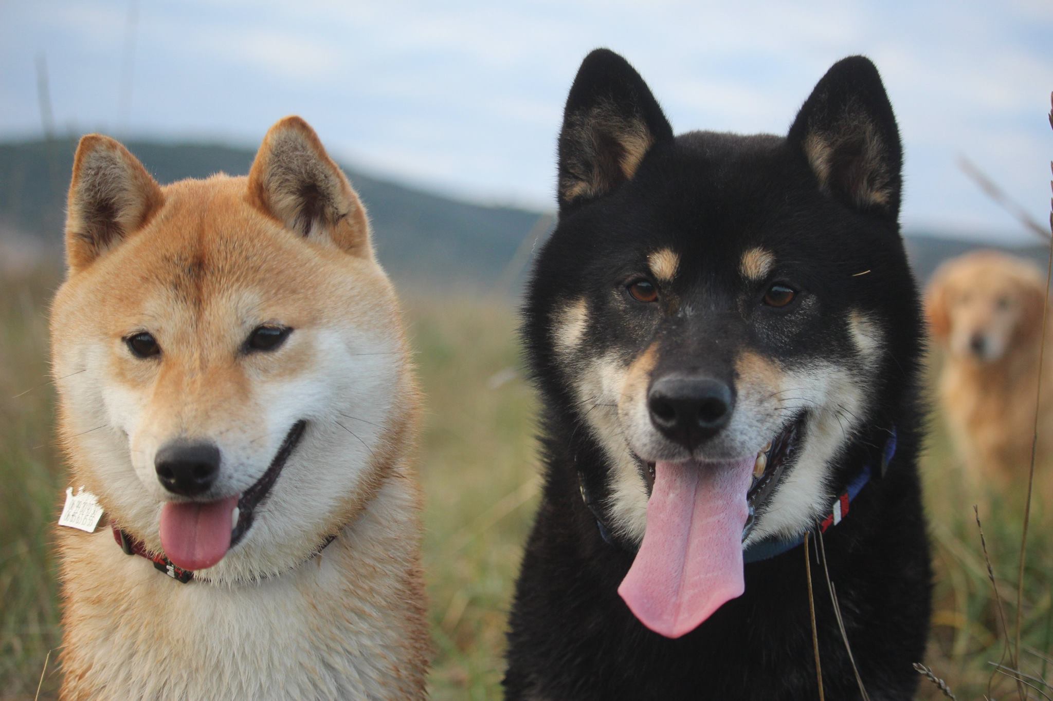 No minami Kiba - Elevage familial de shiba-inu - La saillie entre Inoua ...