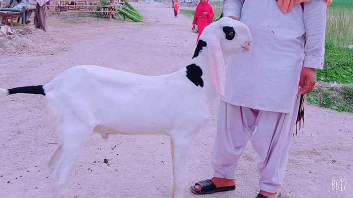 Wasay Goat farm