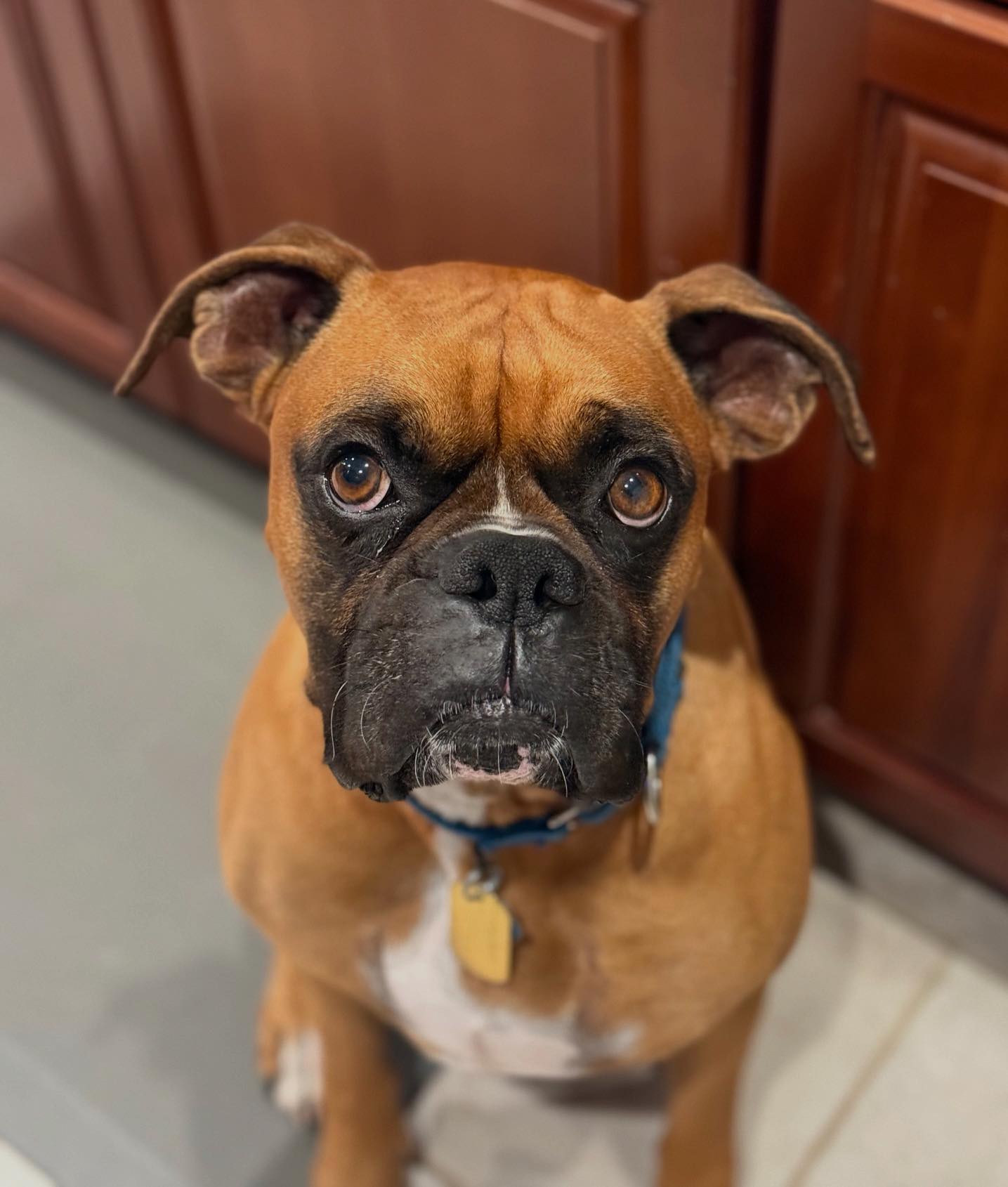 Blue Ridge Boxer Rescue added a... - Blue Ridge Boxer Rescue