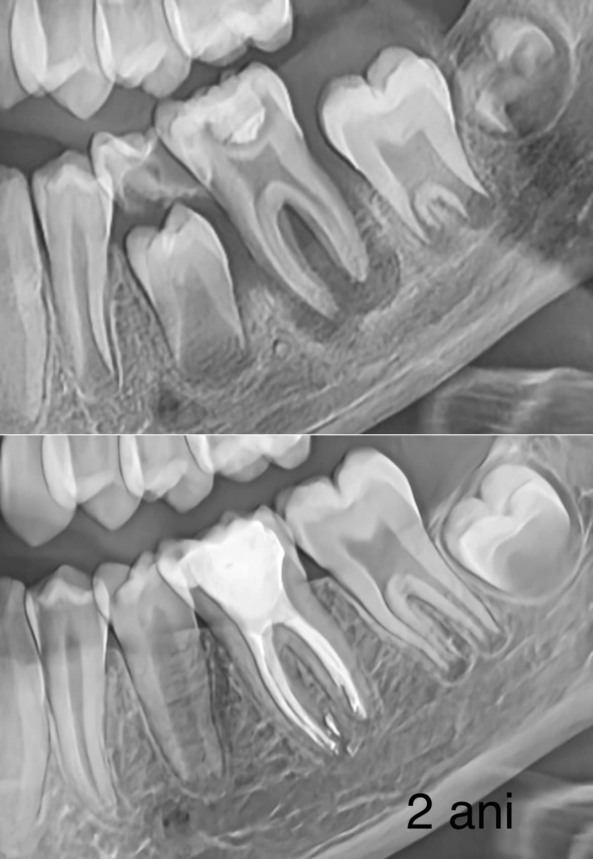 Rodenta - Clinica Stomatologie Oradea | Oradea
