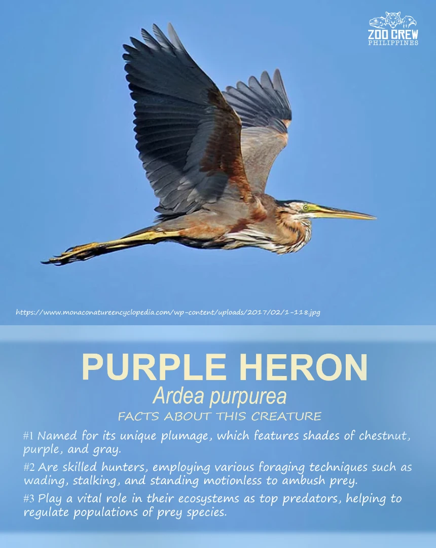 Zoo - Smaller than the gray heron, this vocal bird can be found across ...