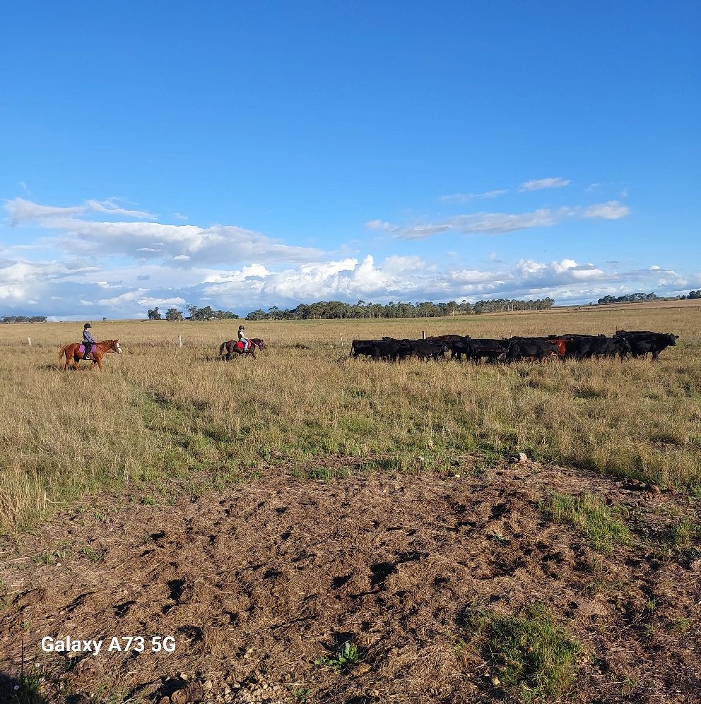 Warwick Rosebud Horse Rides | Junabee QLD