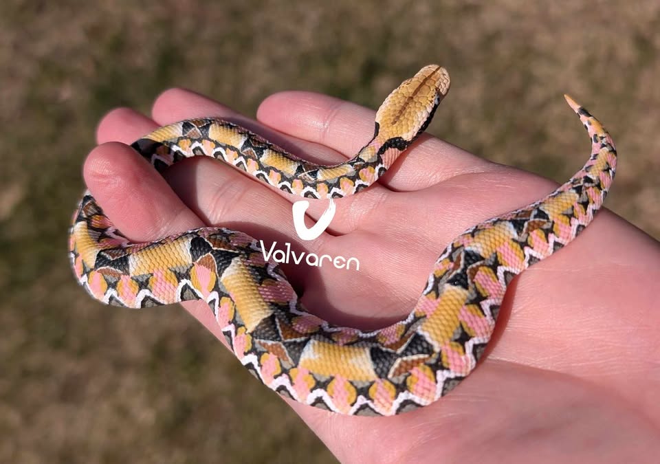 The Reptile - What if this was a real snake?! 🤯 This is a Gaboon viper ...