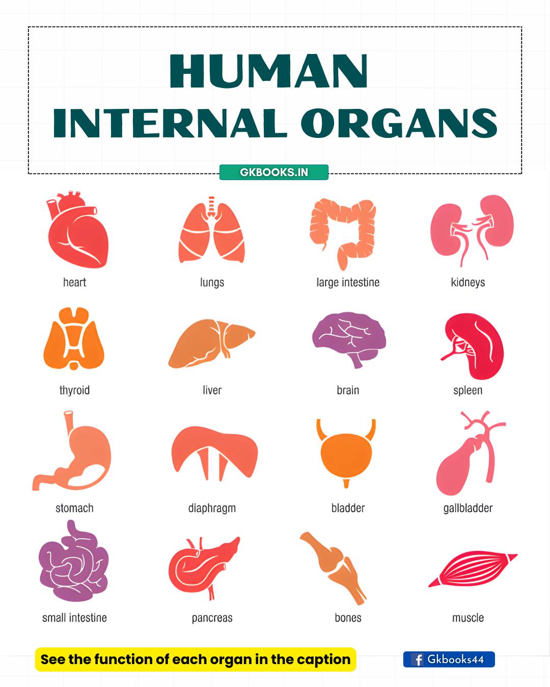 InfoPic Notes - Functions of Human Internal Organs... | Facebook