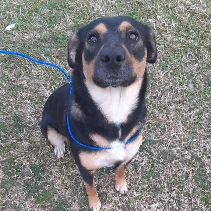 Flossie 💕 Spayed Female Approx... - Sandy Paws Rescue Inc.