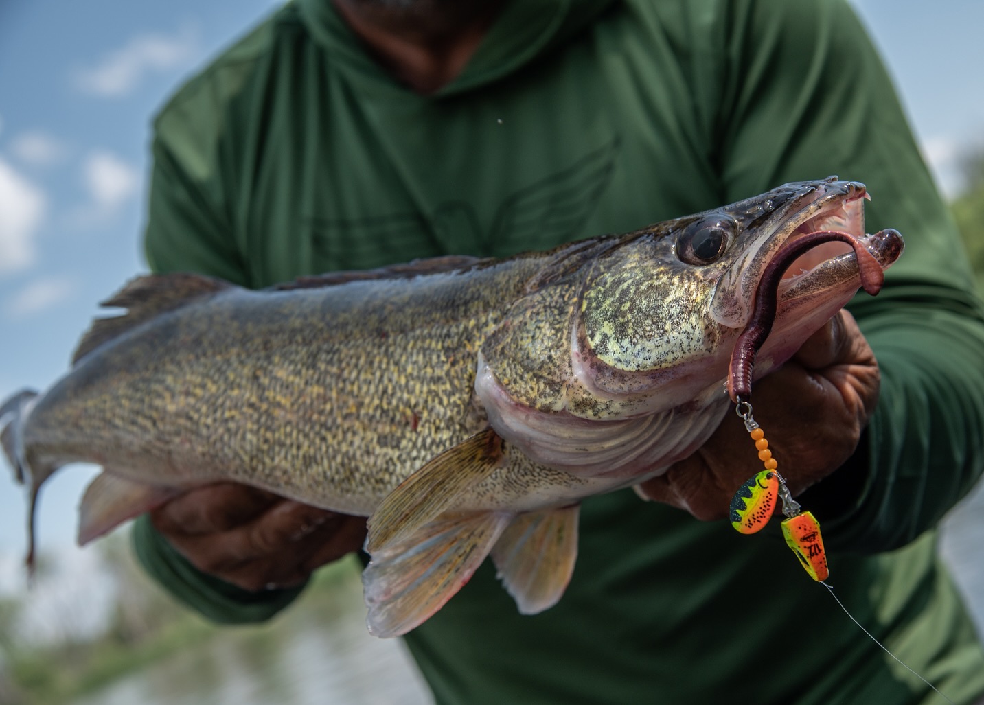 berkley fish Flicker Shad: The Ultimate Rattling Crankbait for Walleye and More  Guide's Choice Pro Shop Rig vertical with weightless rigging Ripfish Viking Perch / 9