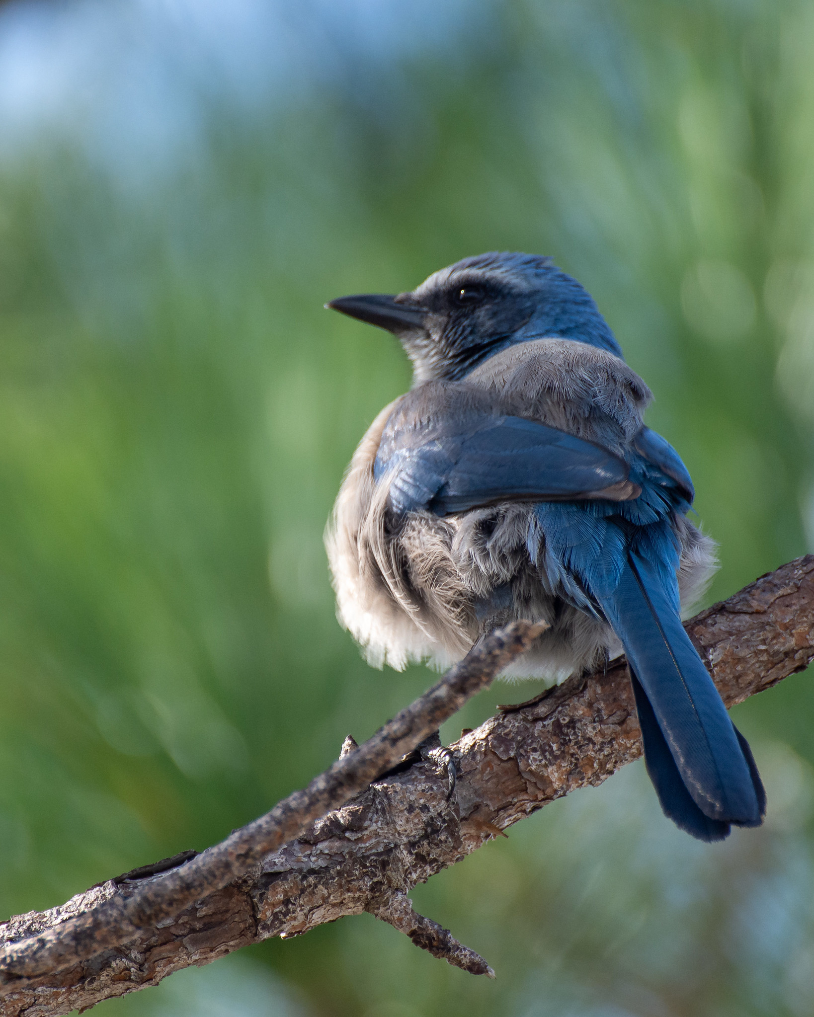 Florida’s only endemic bird... - Florida Wildlife Federation | Facebook
